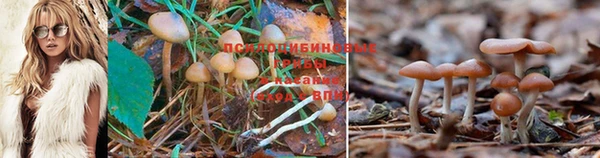 шишки Заволжье